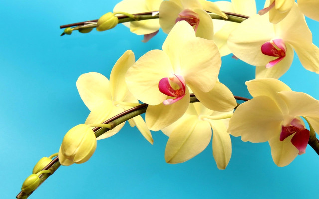 Yellow flowers blue background photorealism #2 free wallpaper for desktop - medium preview image