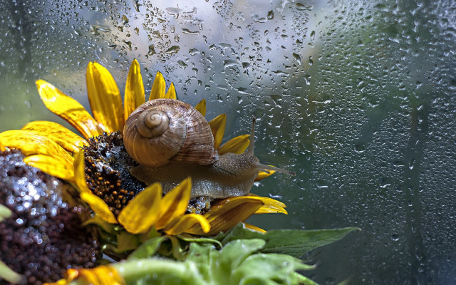 Snail sunflower rain window water free wallpaper for desktop - medium preview image