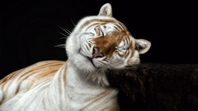 White tiger resting black surface free wallpaper for desktop - medium preview image