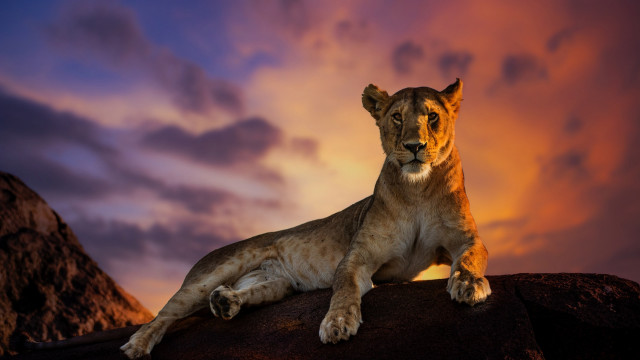 Lion sitting rock sunset clouds free wallpaper for desktop - medium preview image