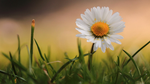 White flower yellow center grass free wallpaper for desktop - medium preview image
