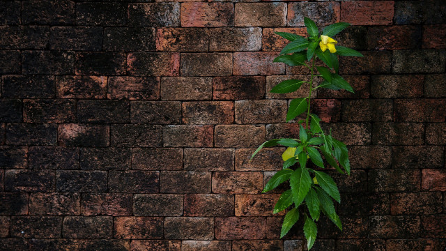 Plant wall yellow flower overgrown free wallpaper for desktop - medium preview image