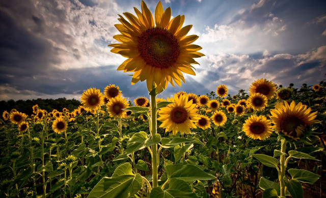 Sunflower field blue sky sunset #2 free wallpaper for desktop - medium preview image
