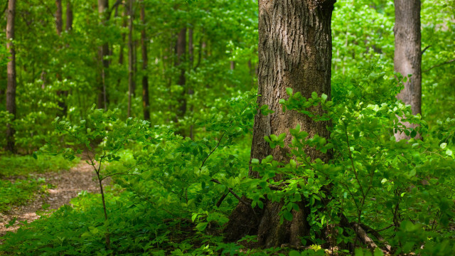 Forest trail bench dappled sunlight free wallpaper for desktop - medium preview image