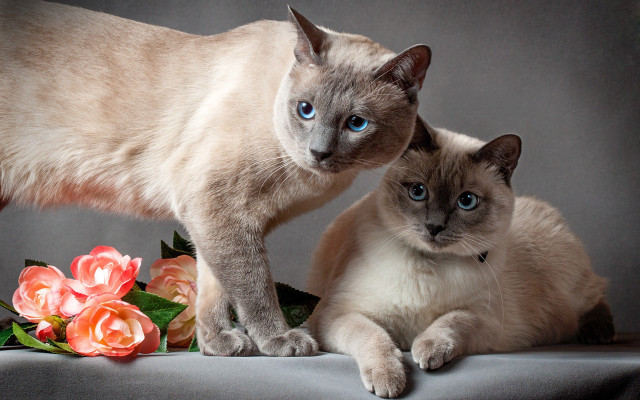 Cats flowers blue eyes bouquet free wallpaper for desktop - medium preview image