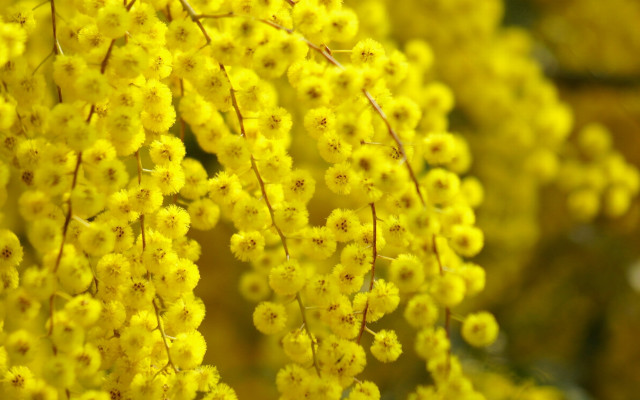 Yellow flowers closeup macro pointillism free wallpaper for desktop - medium preview image