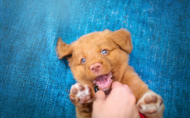 Puppy bluetable bluebackground elfvogelsang cute free wallpaper for desktop - medium preview image