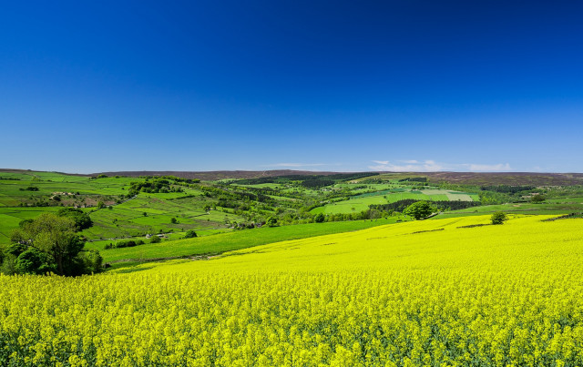 Green field blue sky trees #2 free wallpaper for desktop - medium preview image