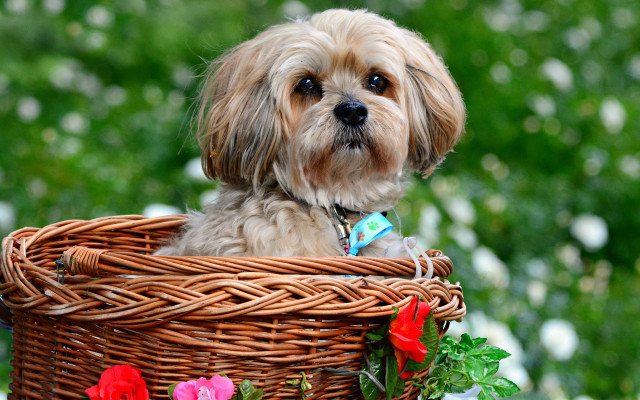 Small dog basket flower ribbon #2 free wallpaper for desktop - medium preview image