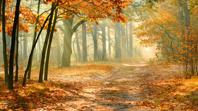 Dirt road autumn leaves fire free wallpaper for desktop - medium preview image