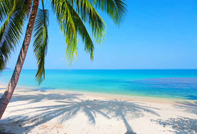 Palm tree beach shadows blue free wallpaper for desktop - medium preview image