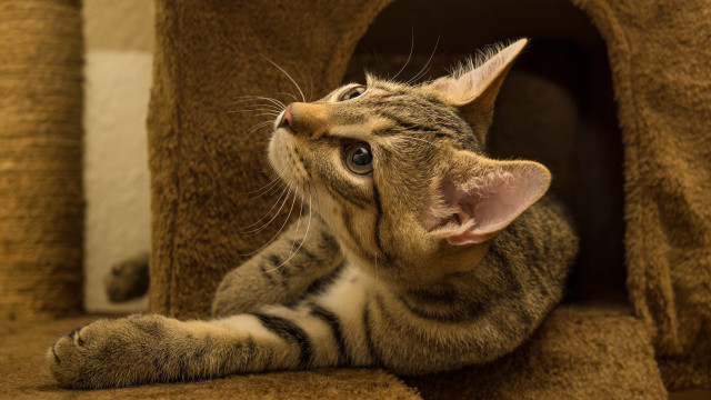 Cat laying cat tree looking free wallpaper for desktop - medium preview image