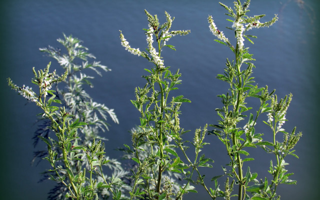 White flowers near water macro free wallpaper for desktop - medium preview image