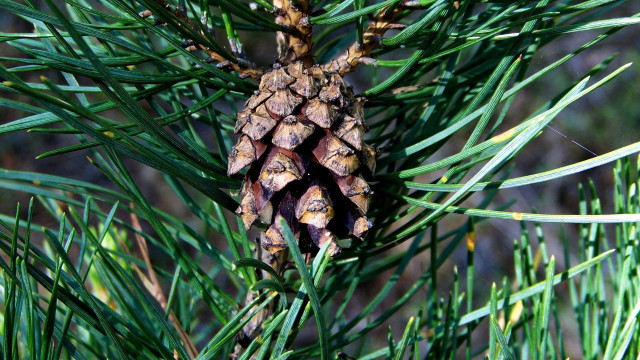 Pine cone branch needles blurry free wallpaper for desktop - medium preview image