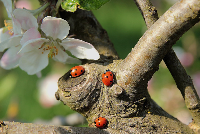 Ladybugs tree branch flower macro free wallpaper for desktop - medium preview image