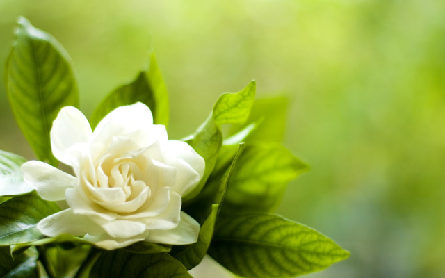 White flower green leaves sunlight #4 free wallpaper for desktop - medium preview image