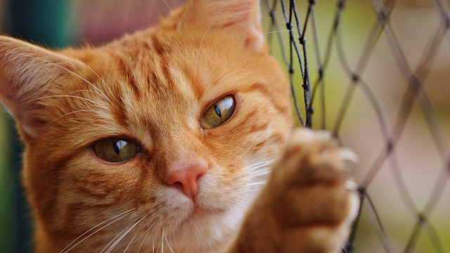 Serious cat fence closeup macro free wallpaper for desktop - medium preview image