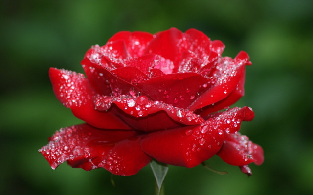 Red rose water droplets macro #40 free wallpaper for desktop - medium preview image