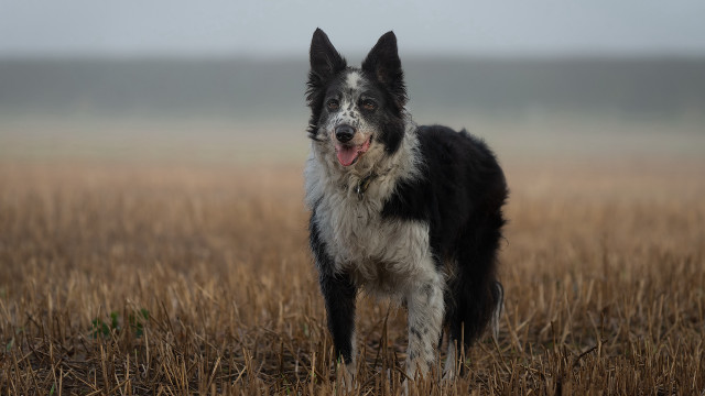 Dog tallgrass foggy sky facial free wallpaper for desktop - medium preview image