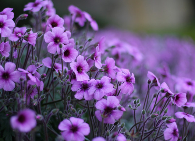 Purple flower field macro blurry #3 free wallpaper for desktop - medium preview image