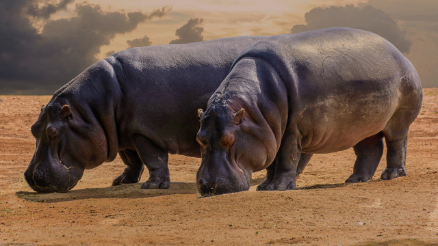 Hippos field cloudy sky digital #2 free wallpaper for desktop - medium preview image