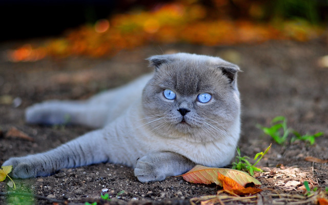 Cat blue eyes autumn surreal free wallpaper for desktop - medium preview image