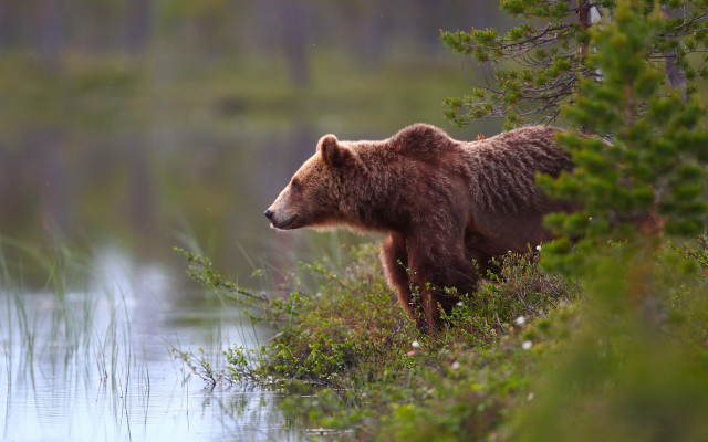Brown bear lake forest jigsaw free wallpaper for desktop - medium preview image