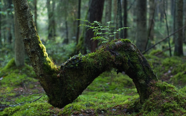 Moss covered tree fern forest free wallpaper for desktop - medium preview image