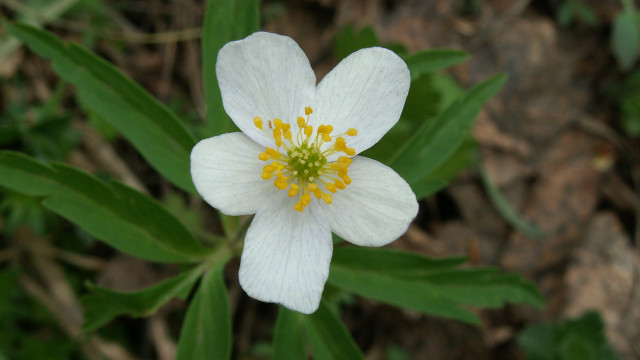 White flower yellow stamens leaves free wallpaper for desktop - medium preview image