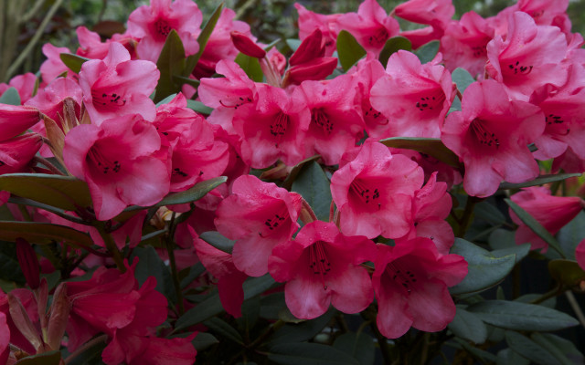 Pink flowers garden blooming leaves free wallpaper for desktop - medium preview image