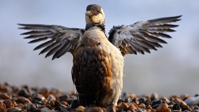 Bird spread wings rocky beach free wallpaper for desktop - medium preview image