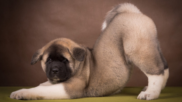 Puppy green surface arabesque jigsaw free wallpaper for desktop - medium preview image