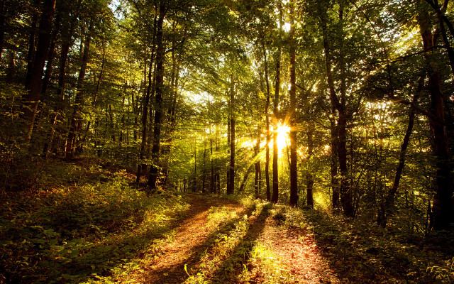Forest dirtroad sunlight trees cityscape free wallpaper for desktop - medium preview image