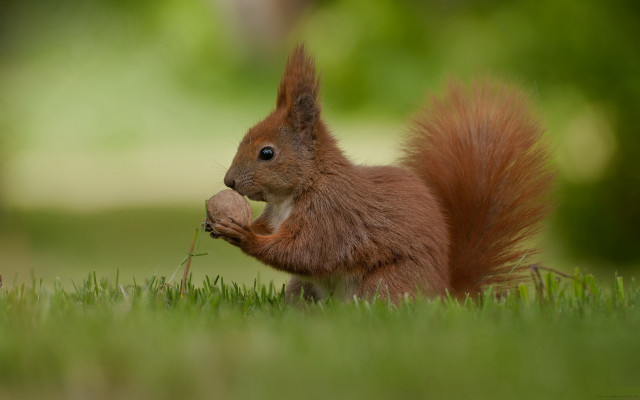 Squirrel eating nut grassy background free wallpaper for desktop - medium preview image