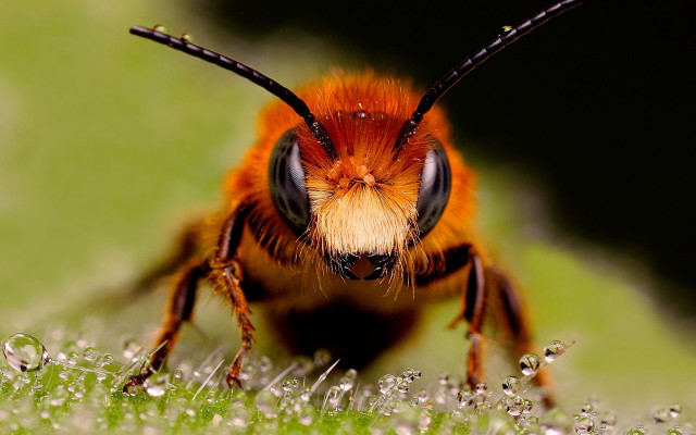 Bug water drops macro chain free wallpaper for desktop - medium preview image
