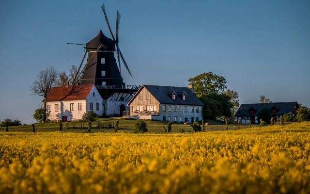 Windmill field yellow flowers house free wallpaper for desktop - medium preview image