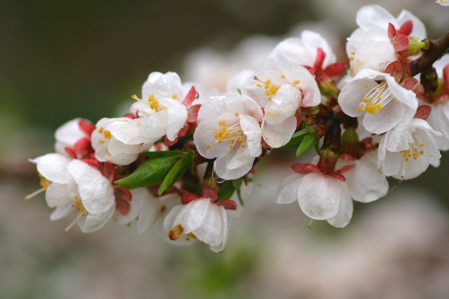 Tree branch white flowers green free wallpaper for desktop - medium preview image