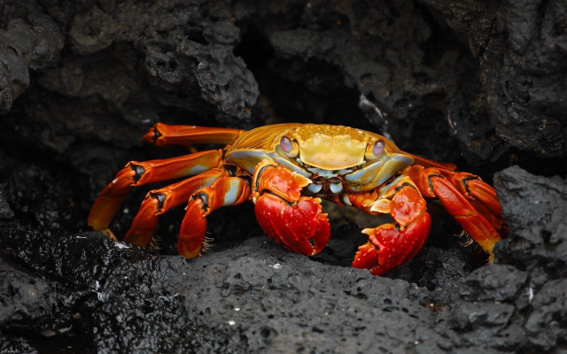 Yellow crab red legs rock free wallpaper for desktop - medium preview image