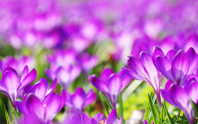Purple flower bokeh garden macro #2 free wallpaper for desktop - medium preview image
