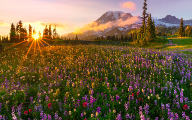 Wildflower field sunset mountain cloudy free wallpaper for desktop - medium preview image