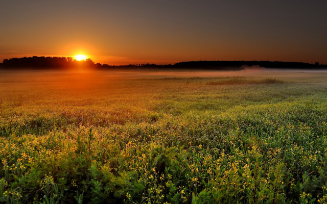 Sunset fog flower field mountain free wallpaper for desktop - medium preview image
