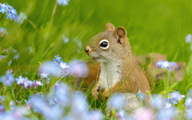 Squirrel blueflowers grass impressionist nature free wallpaper for desktop - medium preview image