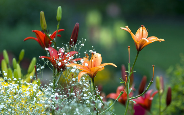 Flowers garden bokeh blurry impressionism #2 free wallpaper for desktop - medium preview image