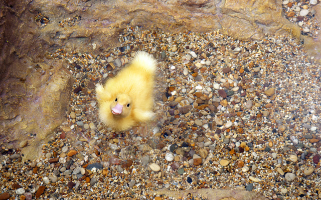 Duckling rocks beach autumn fire free wallpaper for desktop - medium preview image