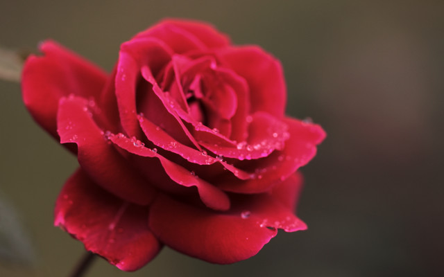 Red rose water droplets macro #44 free wallpaper for desktop - medium preview image