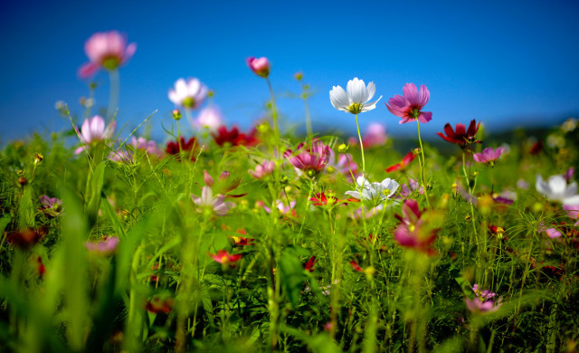 Flower field blurry sky pink free wallpaper for desktop - medium preview image