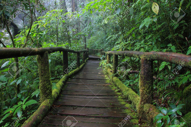 Wooden walkway moss dense forest free wallpaper for desktop - medium preview image