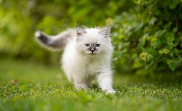 White kitten green field blue free wallpaper for desktop - medium preview image