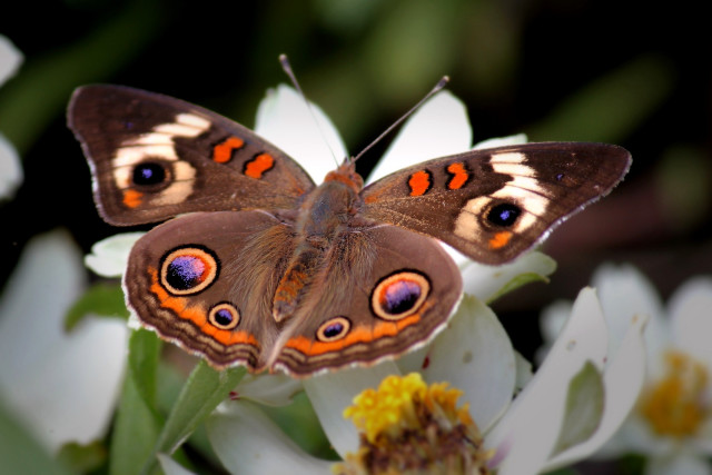 Butterfly orange blue flower bokeh free wallpaper for desktop - medium preview image