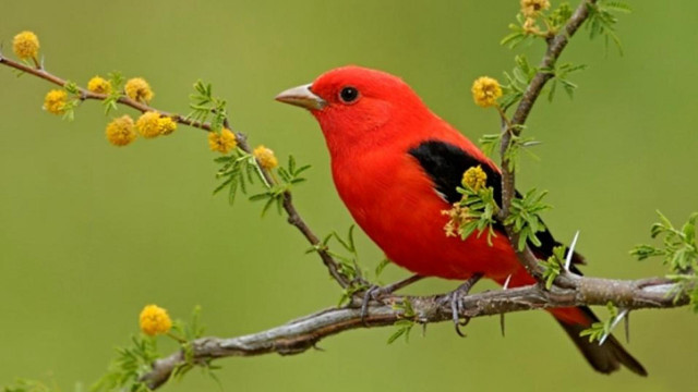 Red bird branch yellow flowers free wallpaper for desktop - medium preview image